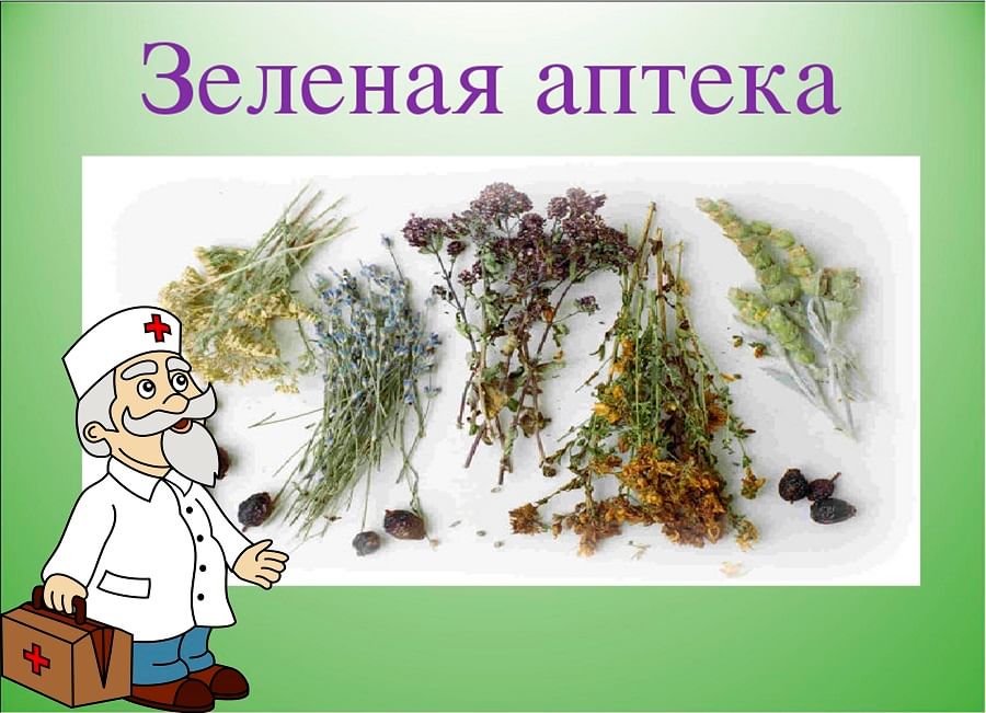 Лесная аптека картинки для детей