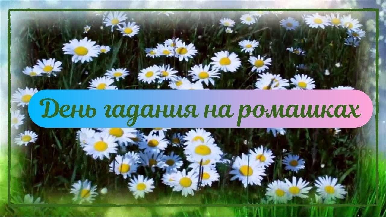 Экологический час«День гадания на ромашке» 2024, Алексеевский район — дата  и место проведения, программа мероприятия.