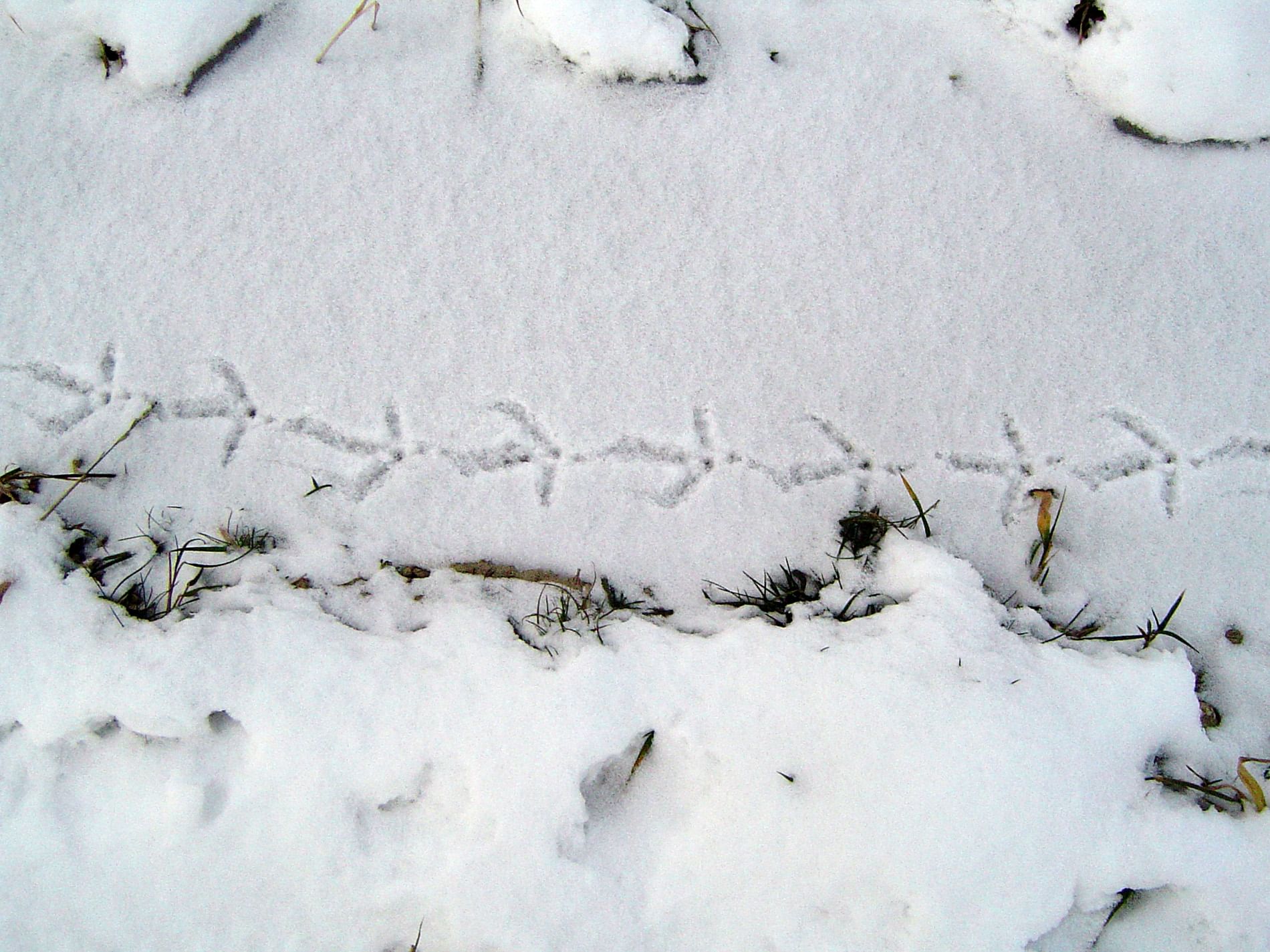 Следы лап на снегу