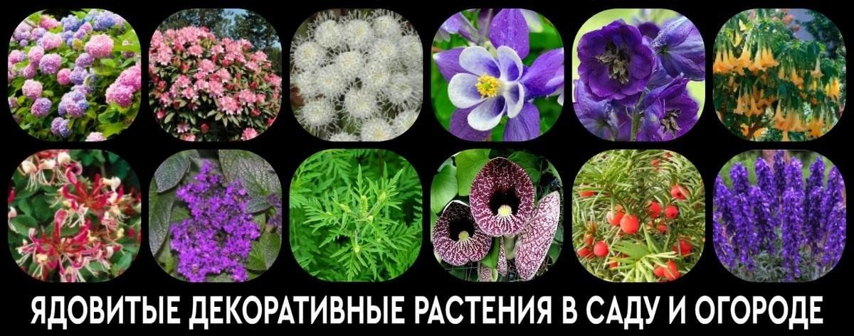 Ядовитые растения на даче Фото 1