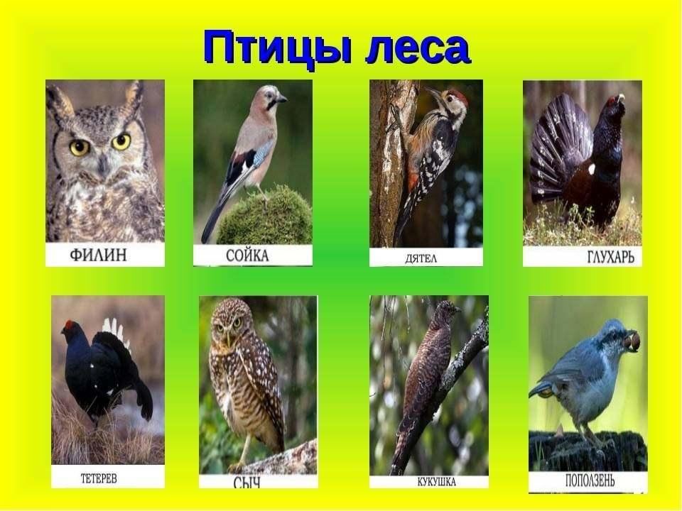 К птицам леса относятся. Птицы обитающие в лесу. Птицы леса представители. Лесные птицы названия. Птицыкаторые живут в лесу.