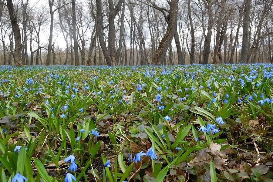 Фото пролески сибирской. Эфемероиды пролеска. Подмосковная голубая пролеска. Голубая пролеска красная книга. Пролески Белгород.