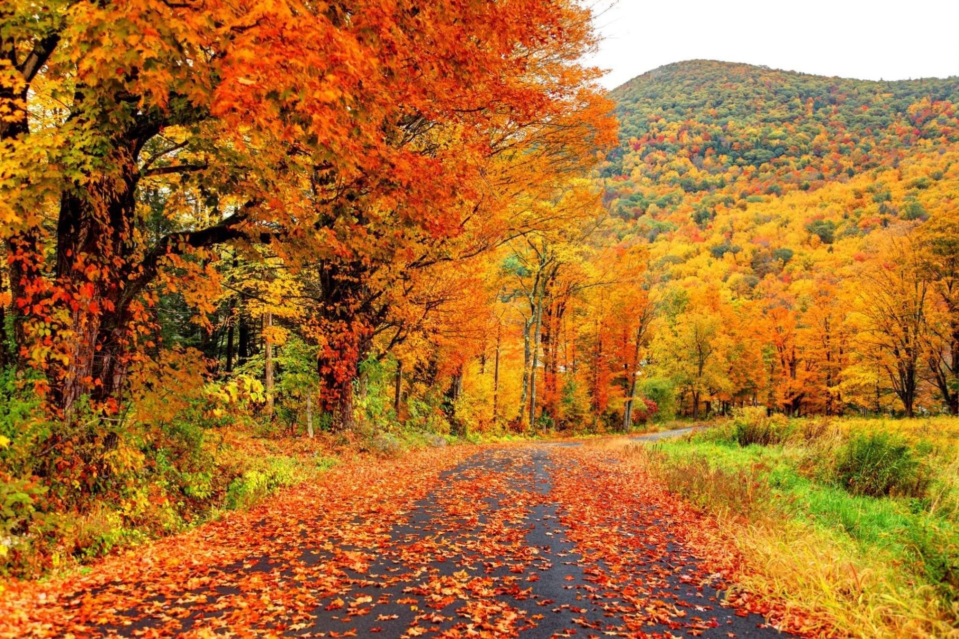 Fall in sight. Осень. Осенняя природа. Осенний лес. Осенний листопад.