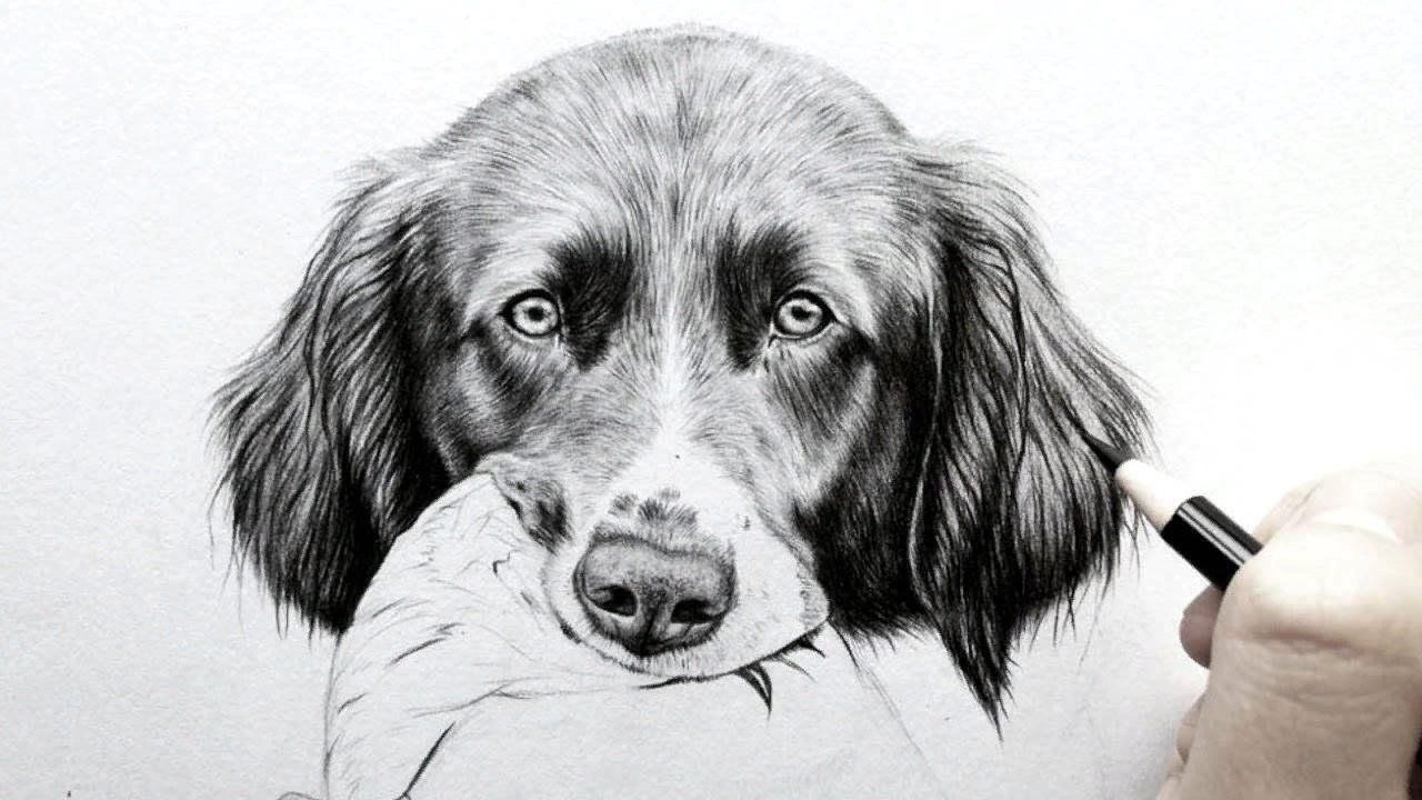 Идеи для рисунков собак