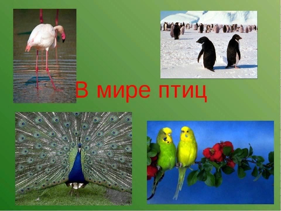 Проект на тему мир птиц Интеллектуальная игра "В мире птиц" 2022, Балтасинский район - дата и место пров