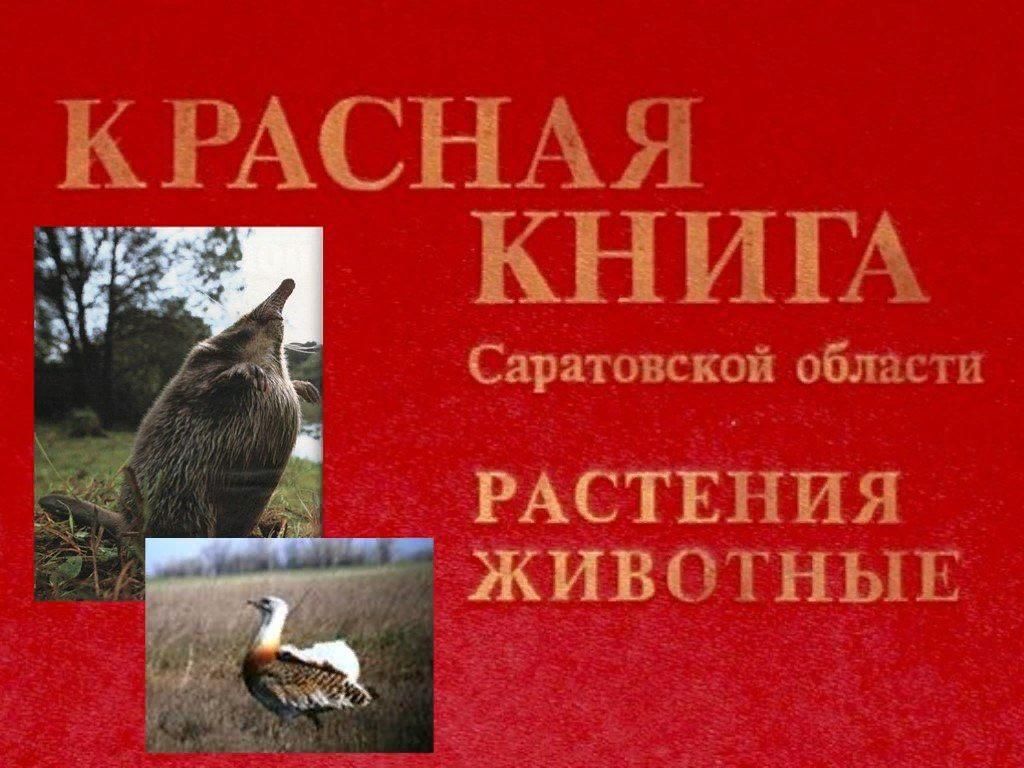 Животные занесенные в красную книгу саратовской области фото