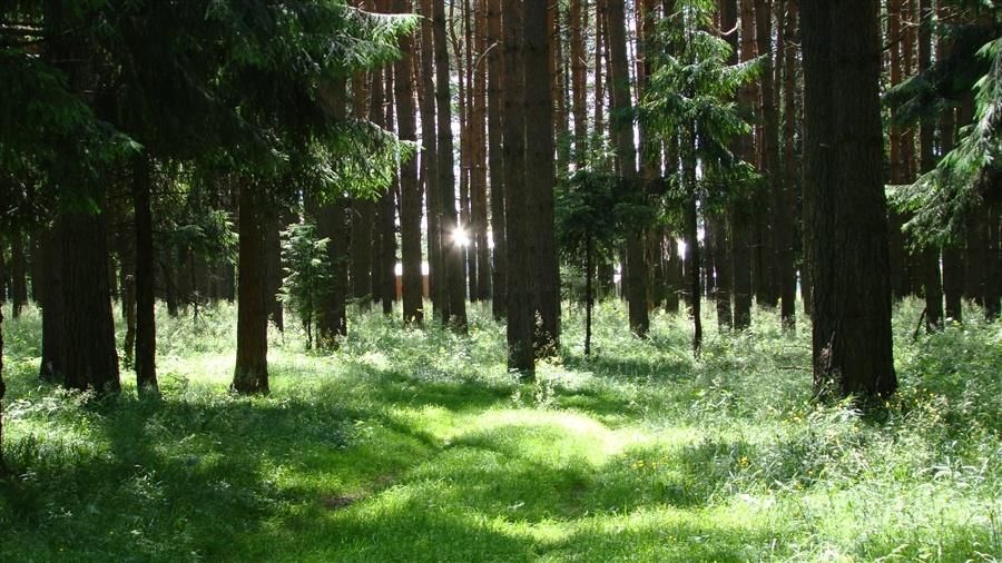 Лес живой дом. Леса Костромской области. Жизнь леса. Жизнь леса летом. Лесная жизнь.
