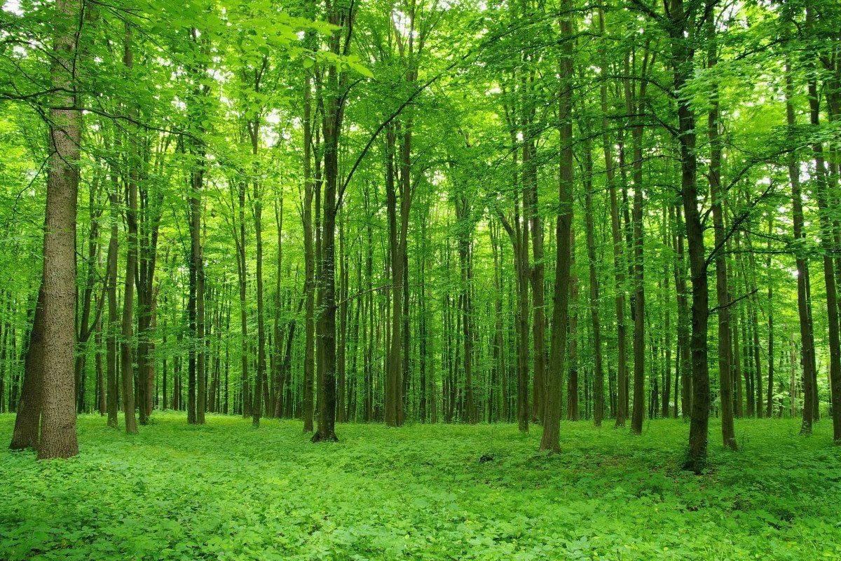 на какой фотографии широколиственный лес