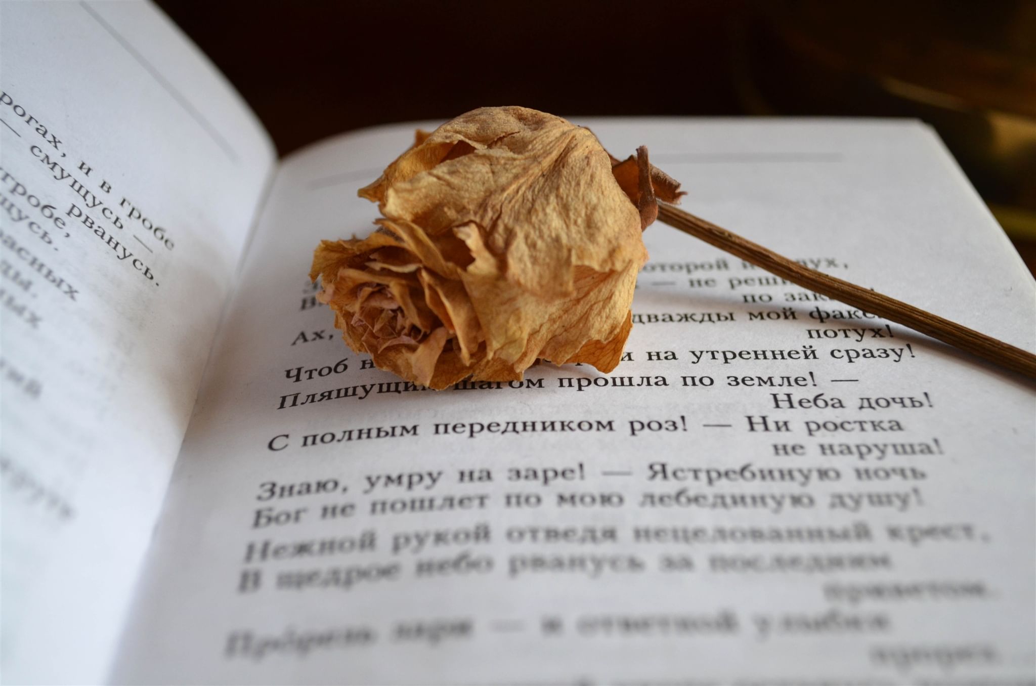 Я читал томик стихов. Сухой цветок в книге. Засушенный цветок в книге. Томик стихов. Цветаева Томик.