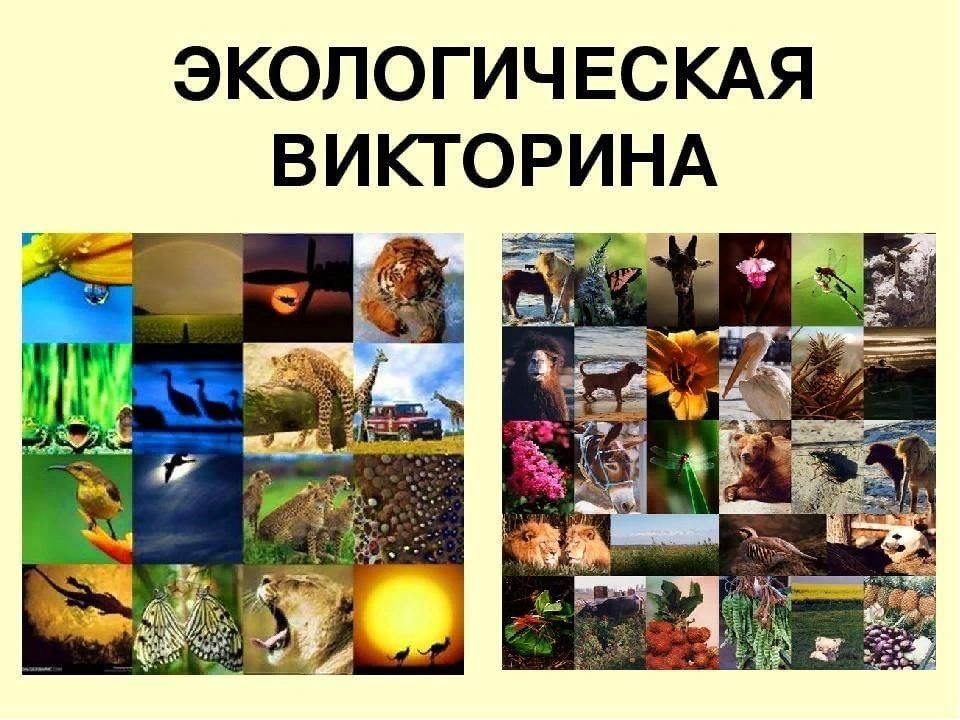 Интеллектуальная игра по экологии презентация