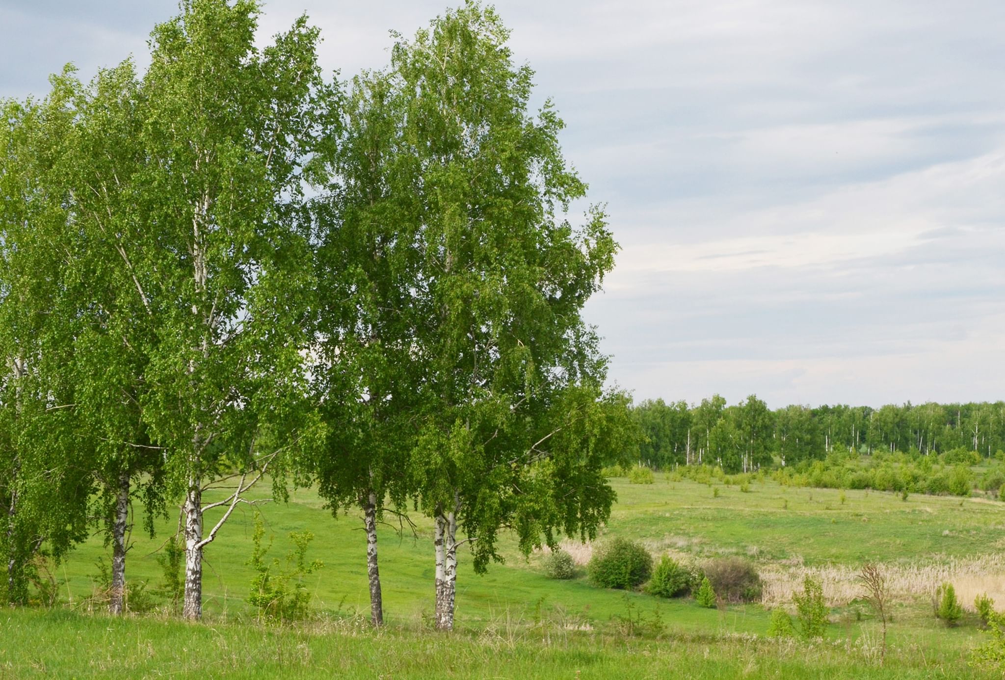 Району 90. Жердевка природа. Жердевка Тамбовской область природа. Фото природы Жердевки. Жердевка дерево.