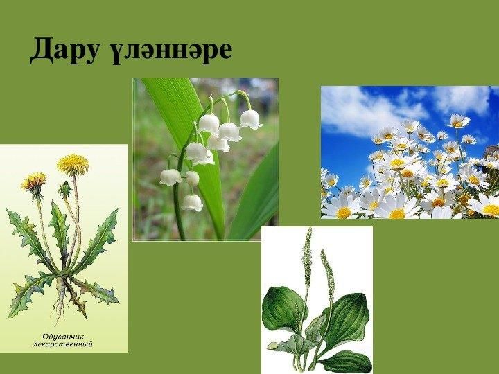 Проект дару улэннэре