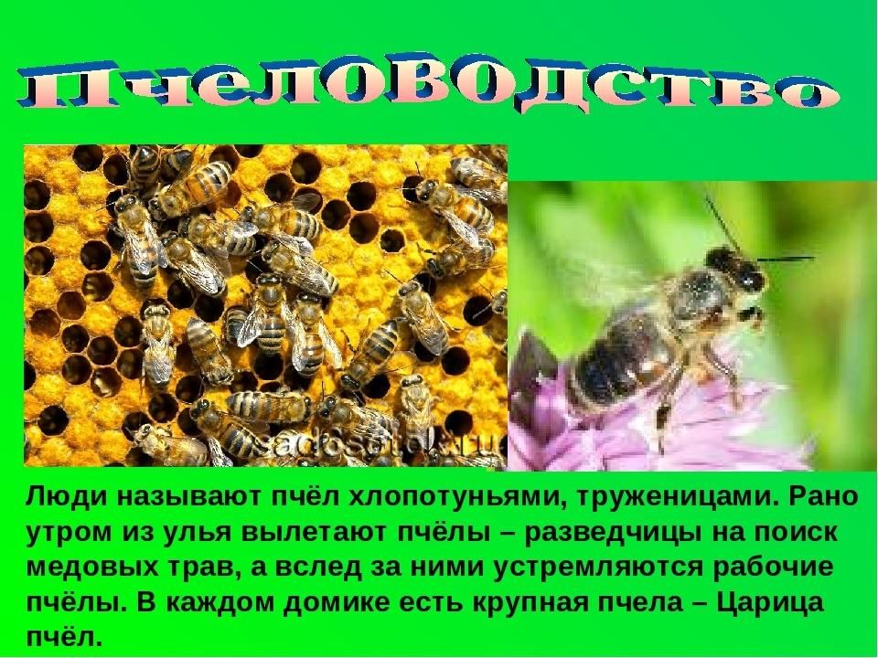 Проект окружающий мир 4 класс про пчел