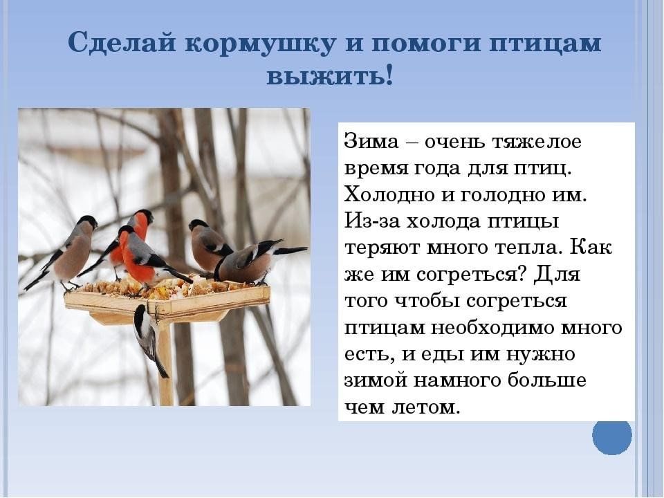 Проект по оказанию помощи зимующим птицам вашего региона