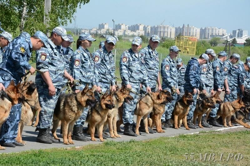 Фото день кинолога