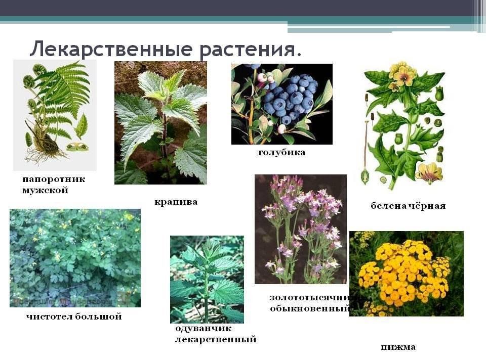 Полные названия растений