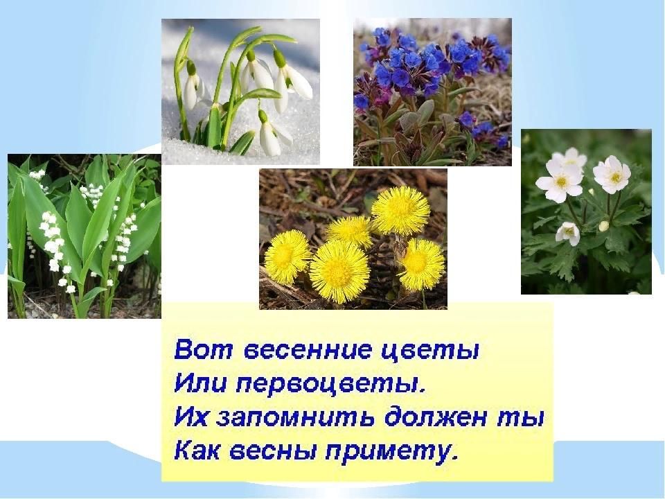 Цветы весны картинки с названиями