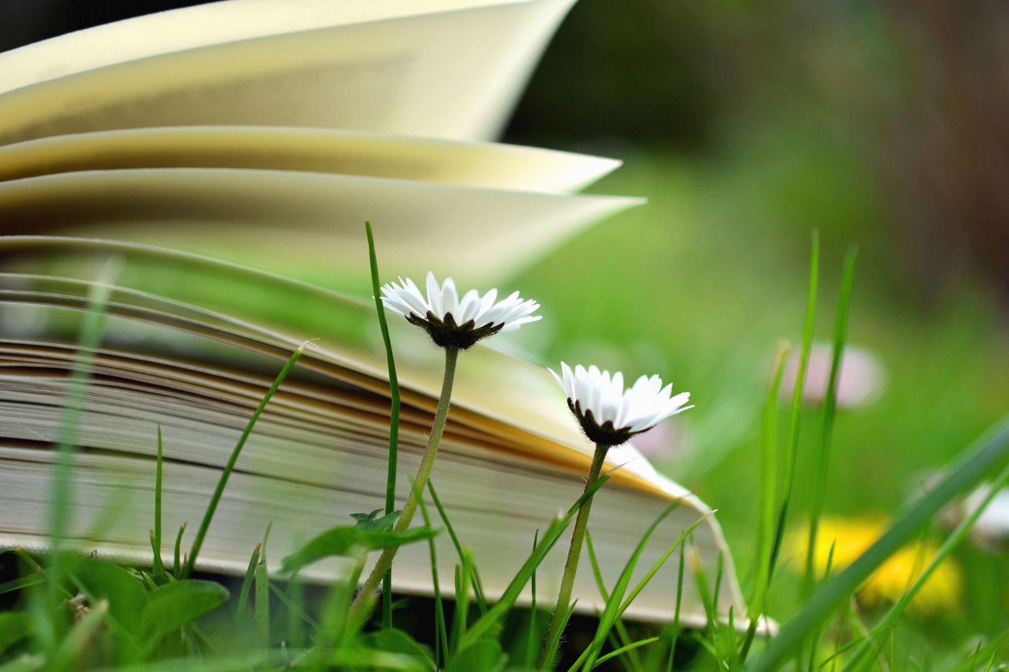 Фон для презентации лето с книгой