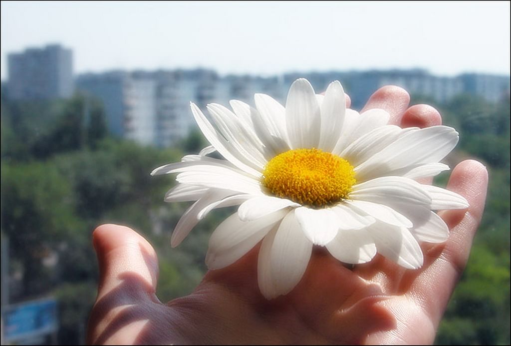 Включи в руках ромашка. Ромашка в ладошке. Ромашки в руках. Одна Ромашка в руке. Цветы в ладонях.