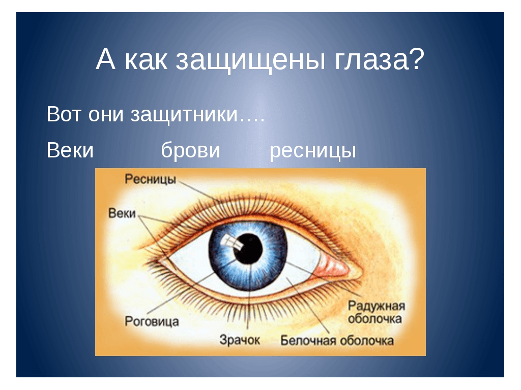 Видеоурок глаз 4 класс. Глаз. Детям о глазах и зрении. Строение глаза для дошкольников. Глаза зрение.