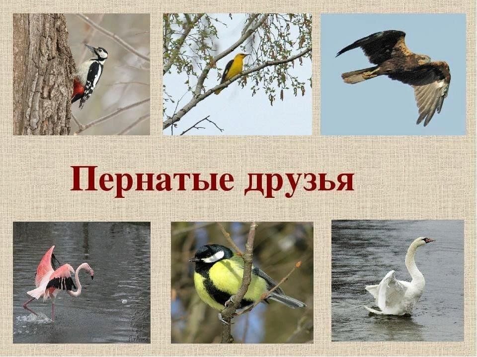 Птицы наши друзья картинки