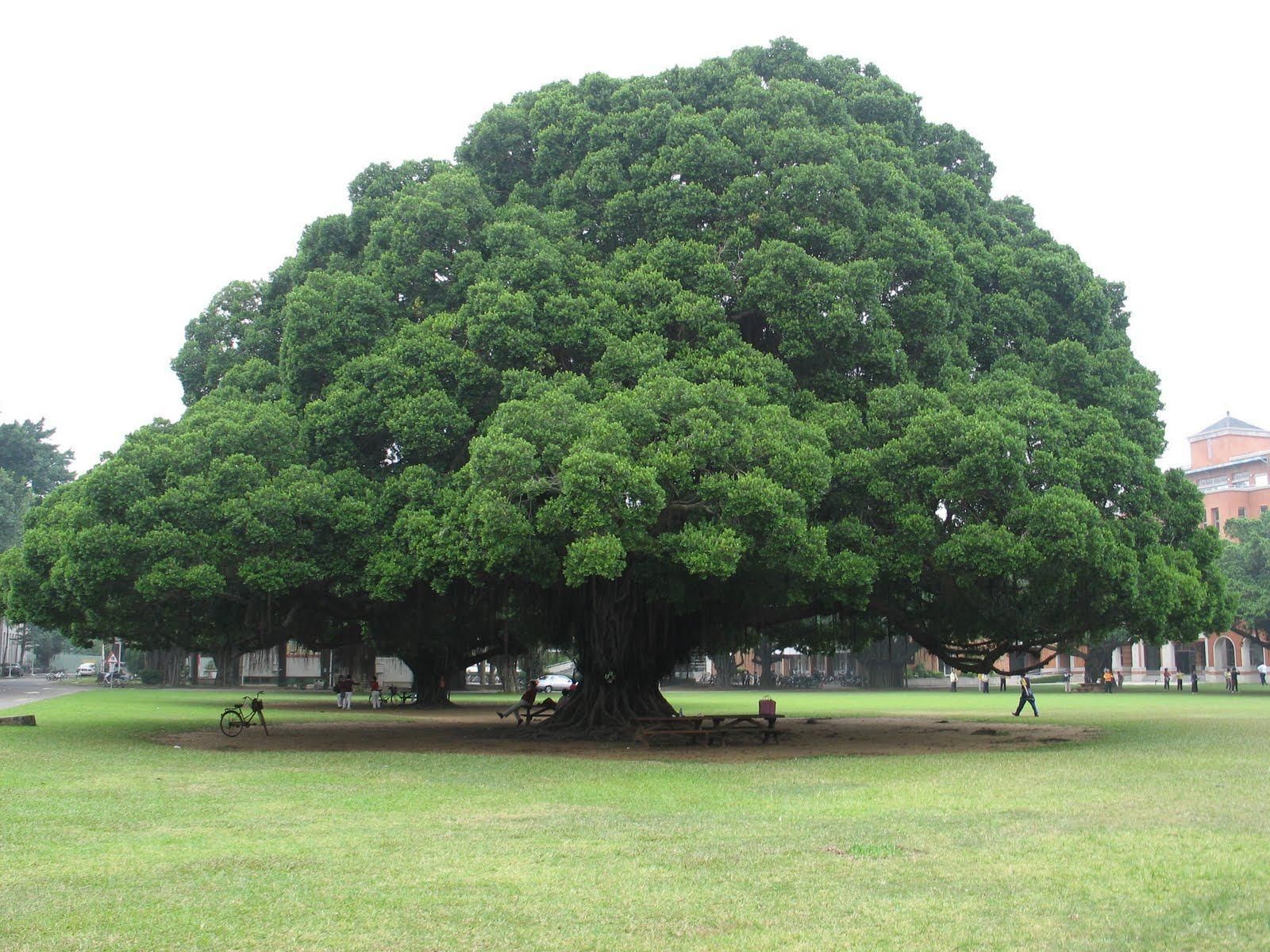 Big tree. Дерево Утун Геншин. Дуб дарахти. Нанму дерево. Эман дарахти.