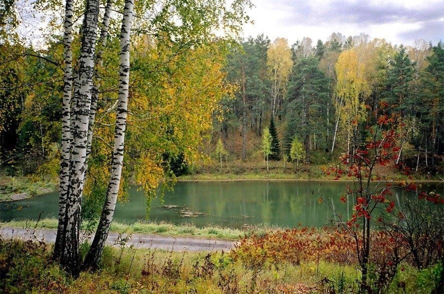 Родной край осенью. Смешанный Уральский лес опушка. Золотая осень река Харинка. Река Березка рябина. Загорянский Клязьма Берёзовая роща.