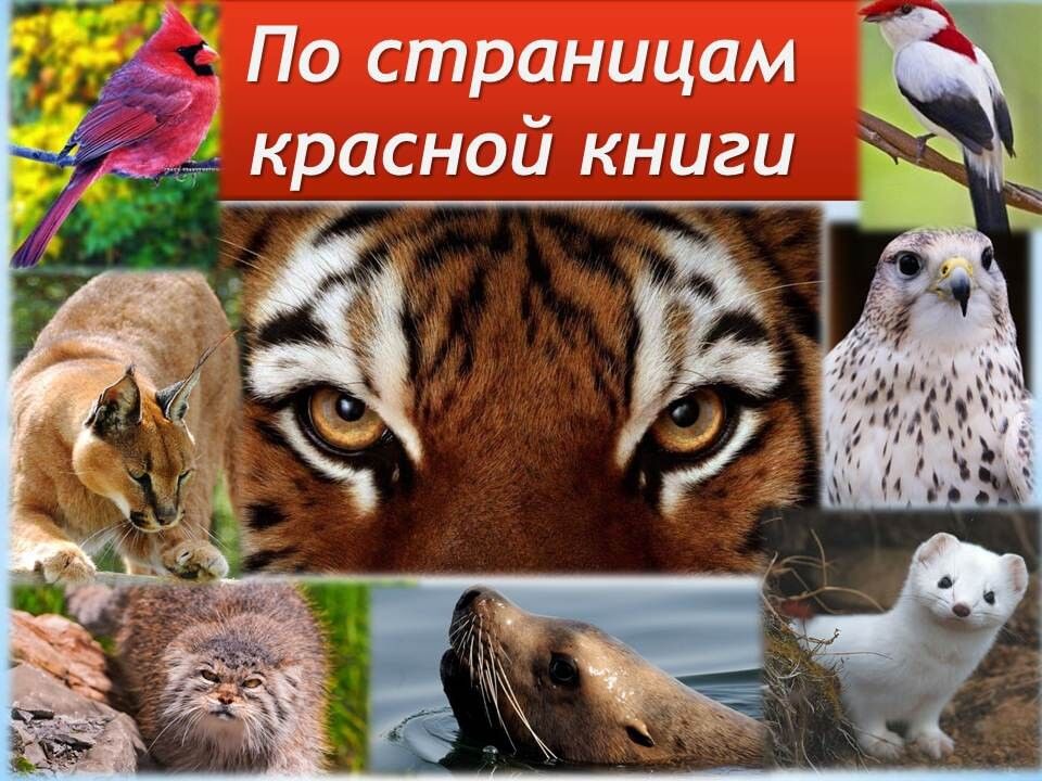 По страницам красной книги презентация