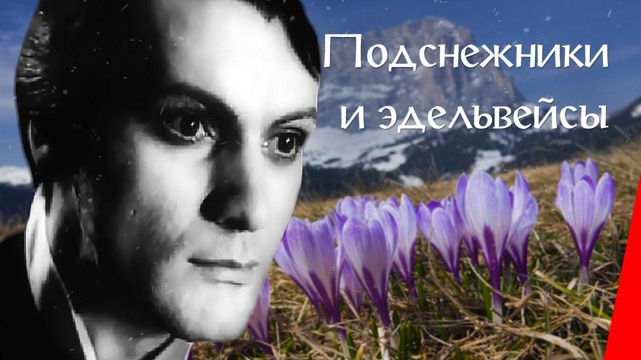 Подснежники эдельвейсы