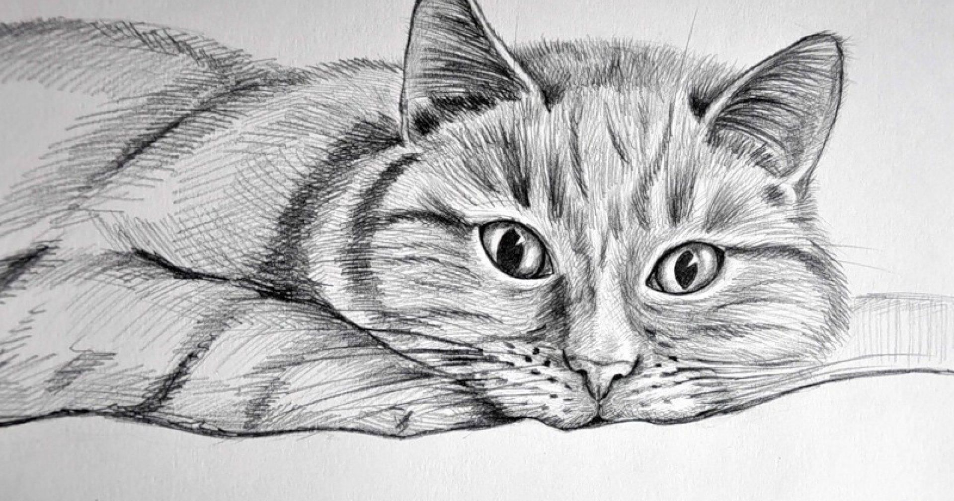 Котик карандашом