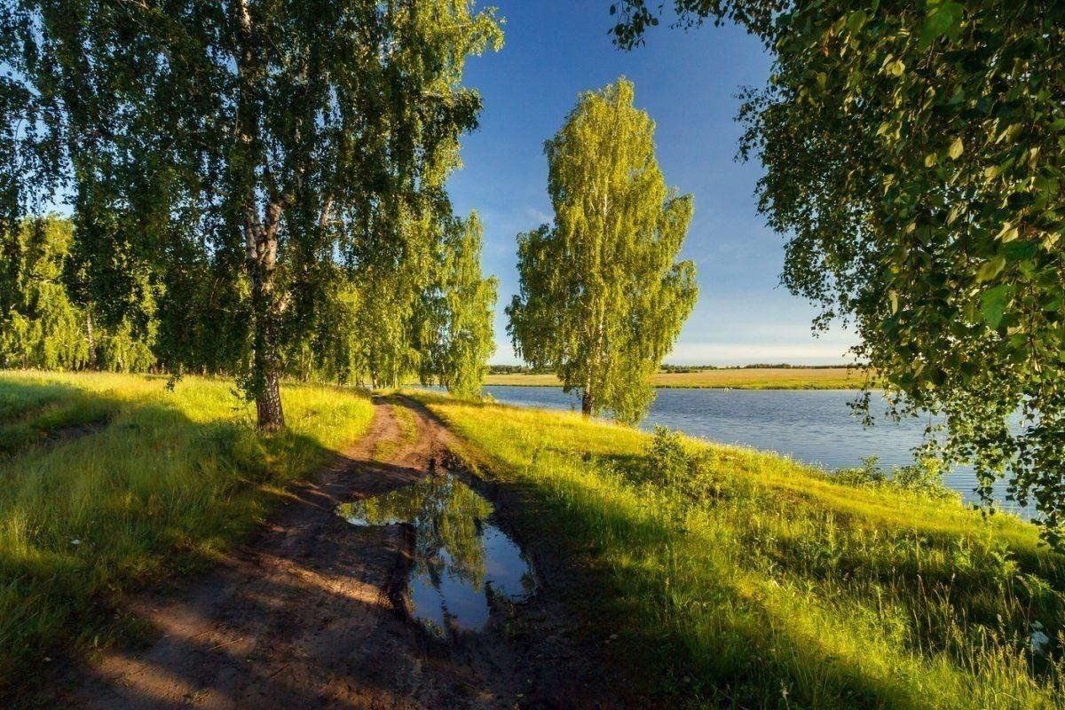 Руское лето. Родные просторы Пушгоры панорама. Березовая роща Плес. Березовая роща озеро Ивановская область. Пушгоры береза.