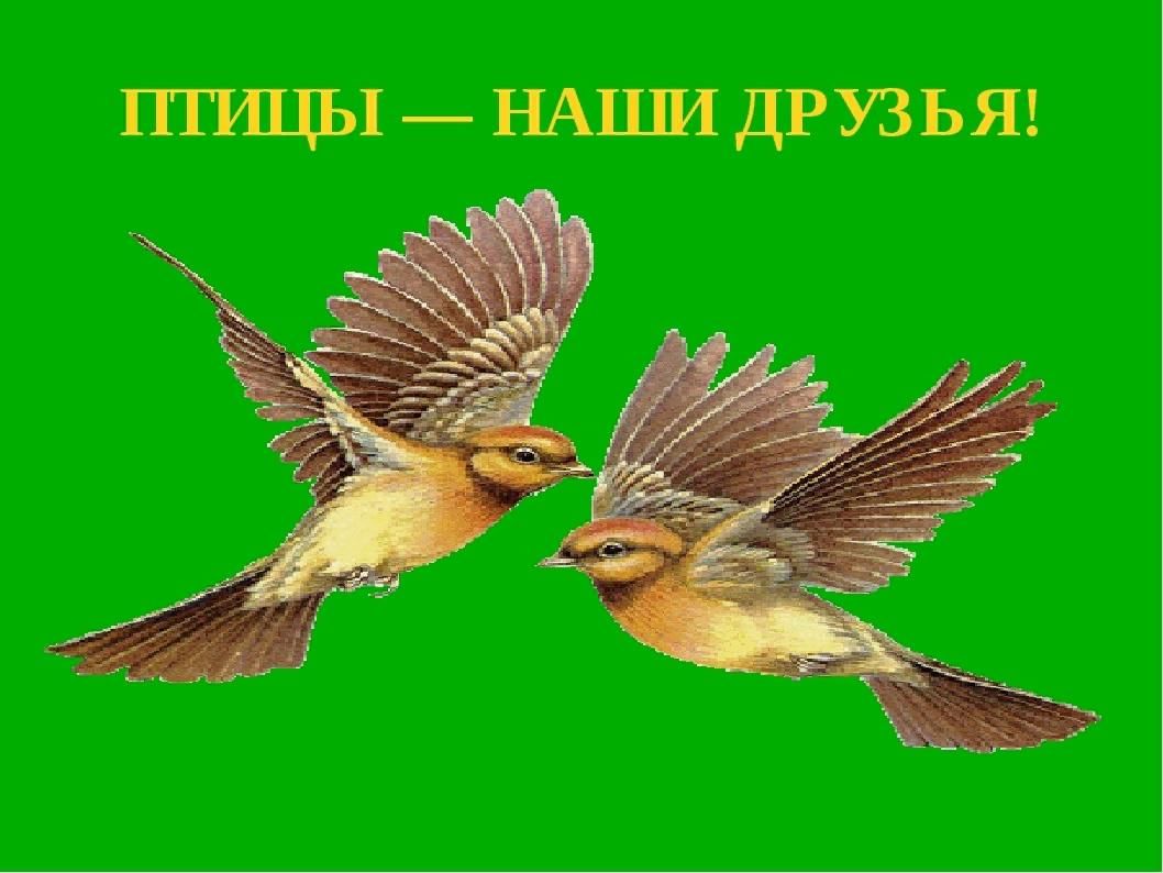 Птицы наши друзья картинки