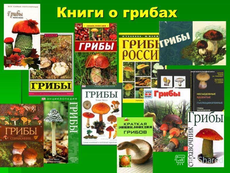 Книжка про грибы с картинками