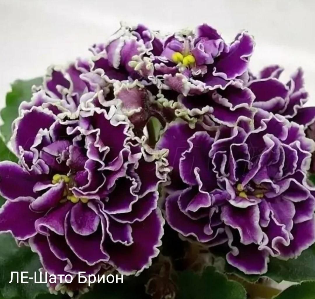 Сорт фиалки Шато Брион