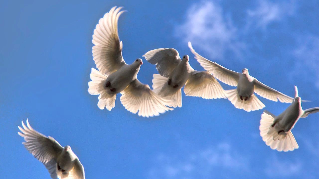 Фото белые голуби в небе