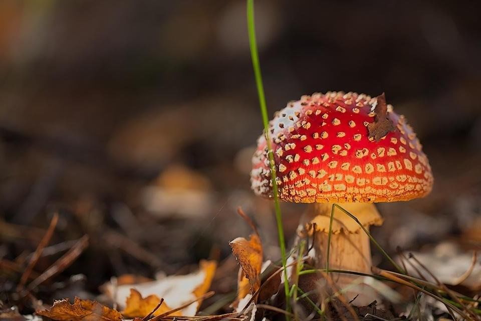 Картинки опасные грибы