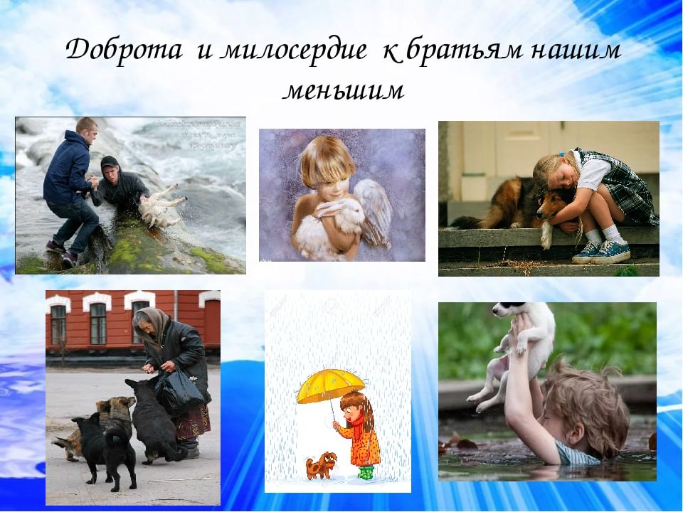 Забота о братьях наших меньших рисунки