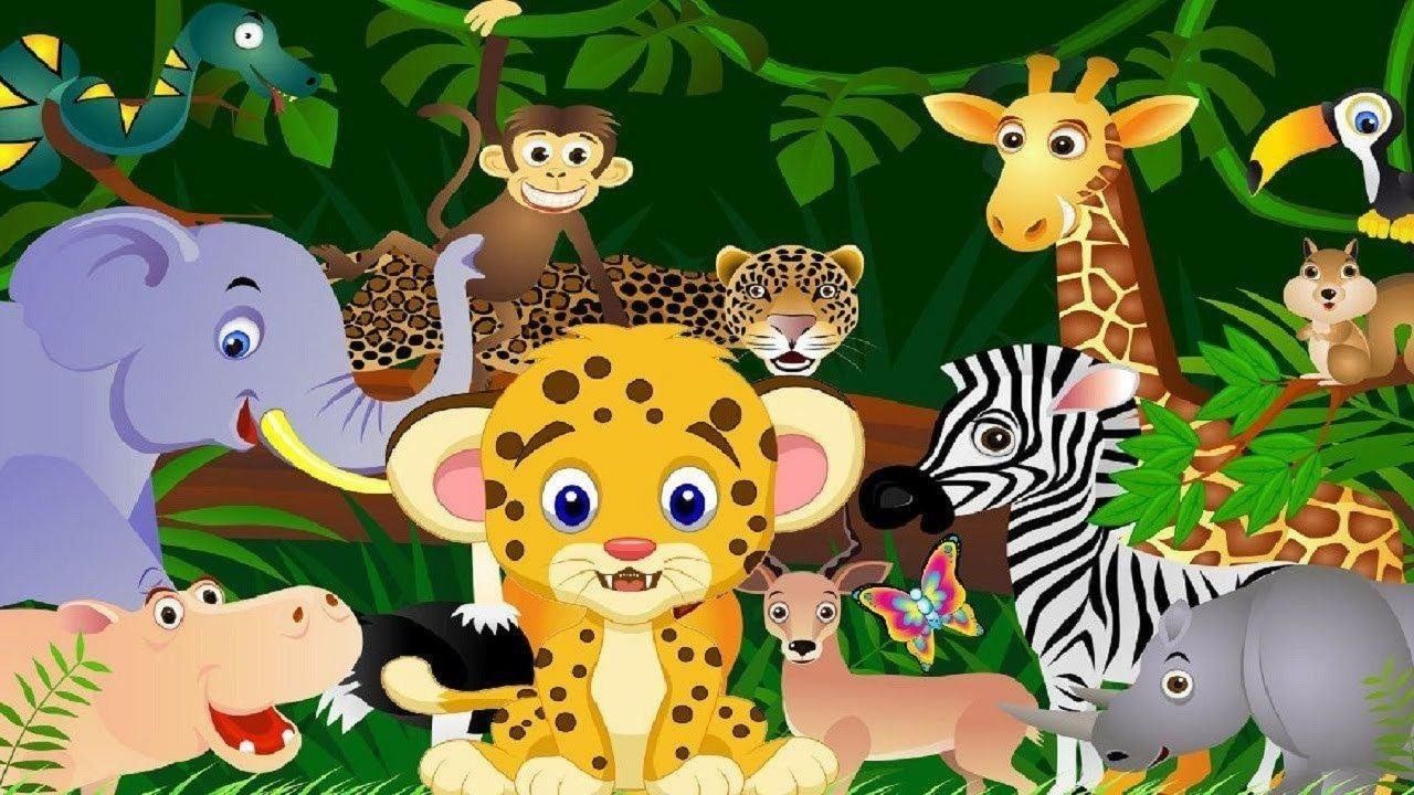 Zoo animal videos