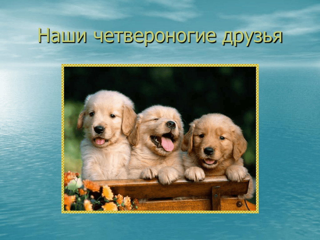Наш Четвероногий друг. Наши четвероногие друзья собаки. Собаки наши верные друзья.
