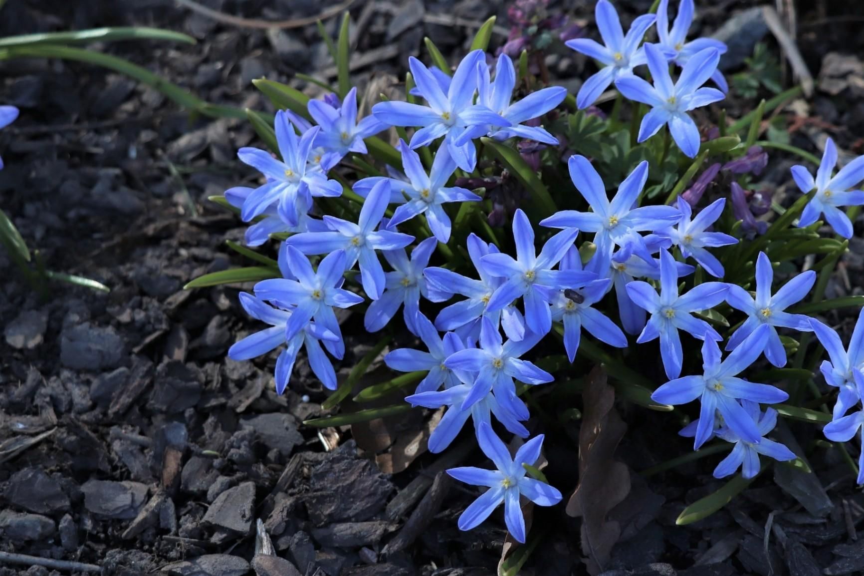 Синие первоцветы названия. Мелколуковичные первоцветы. Мелколуковичные многолетники. Синенькие первоцветы. Синенькие цветы первоцветы.