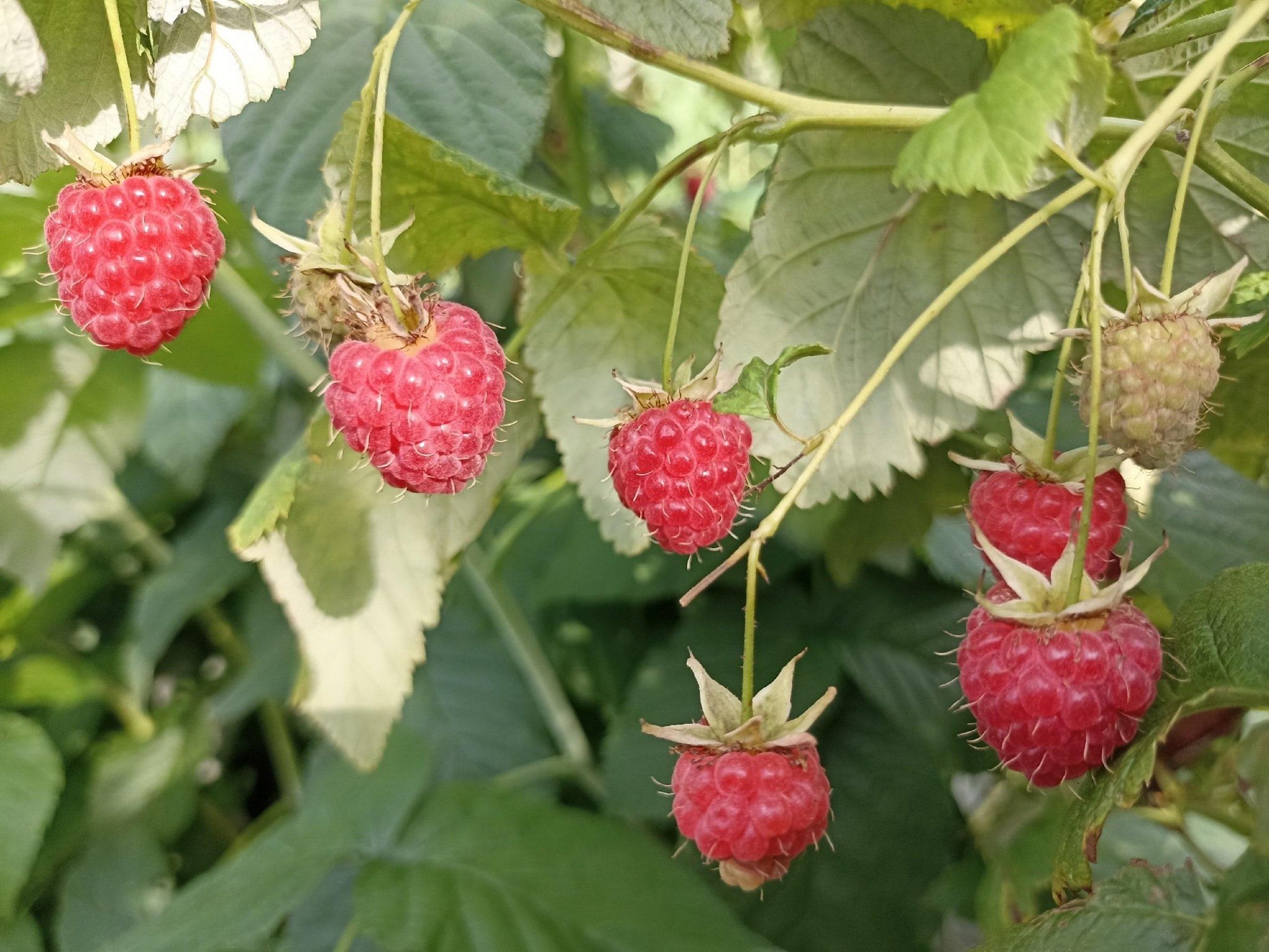 Малина Бархатная (Rubus idaeus L.velvet) саженцы купить в Москве и Подмосковье в