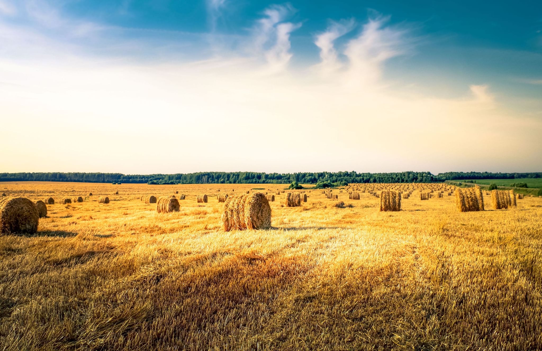 Поля пшеницы в Ленинградской области. Русское поле. В поле. Поле фото. Поле берг