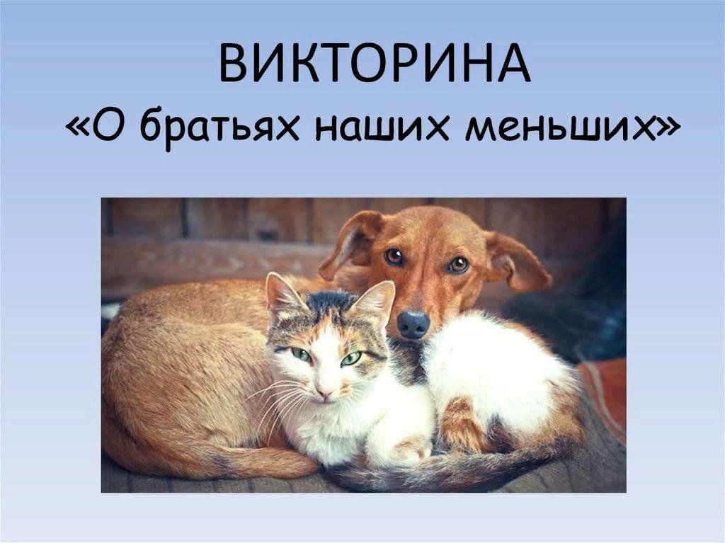 Друзья наши меньшие презентация