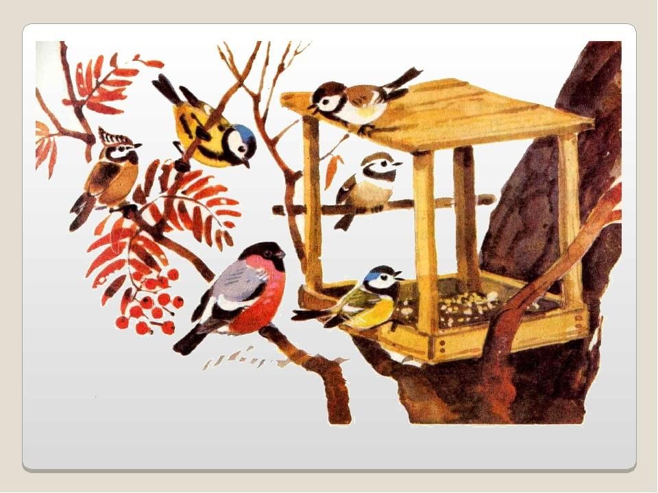 Пернатые гости кормушек. Кормушка для птиц. Рисование птицы на кормушке. Зимующие птицы на кормушке. Кормушка для птиц рисунок.