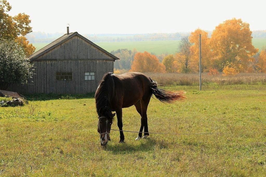 Село конь. Лошадки в деревне. Деревенский конь. Конь в деревне. Деревенская лошадка.