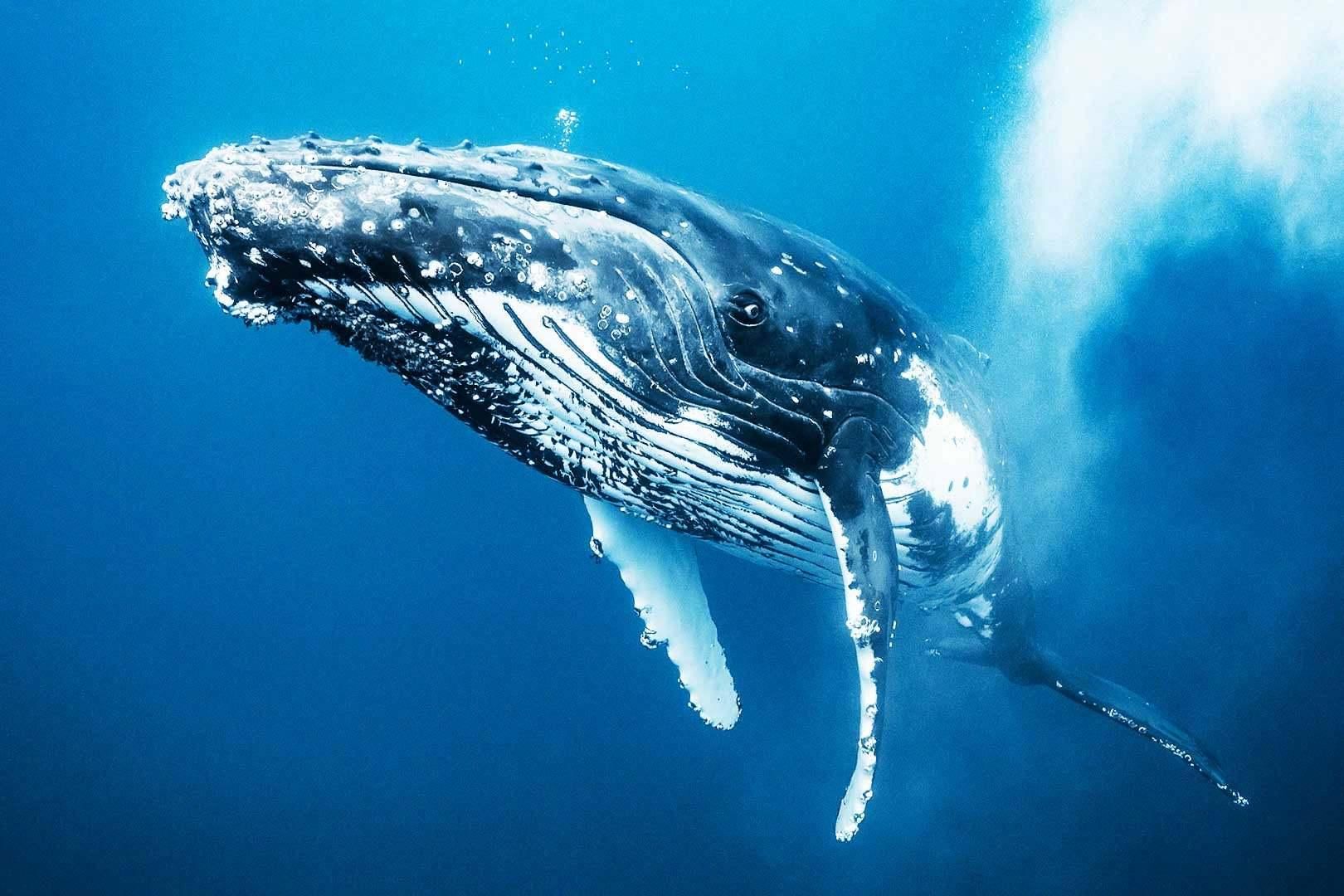 Серый горбатый кит