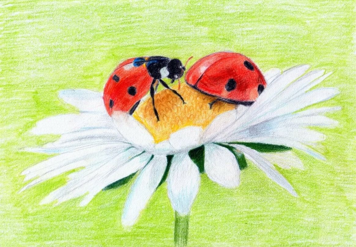 Рисование насекомых и цветов для детей