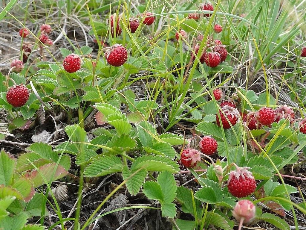 Клубника дикая полевая когда созревает — Огородник