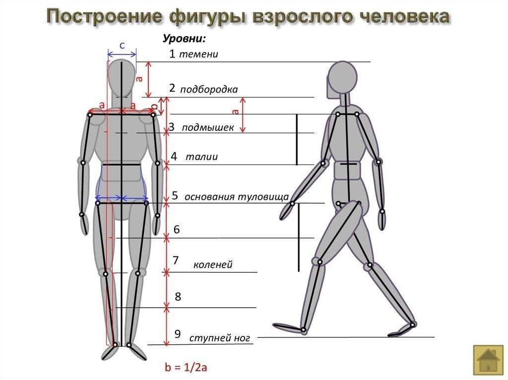 Как выглядит фигура человека