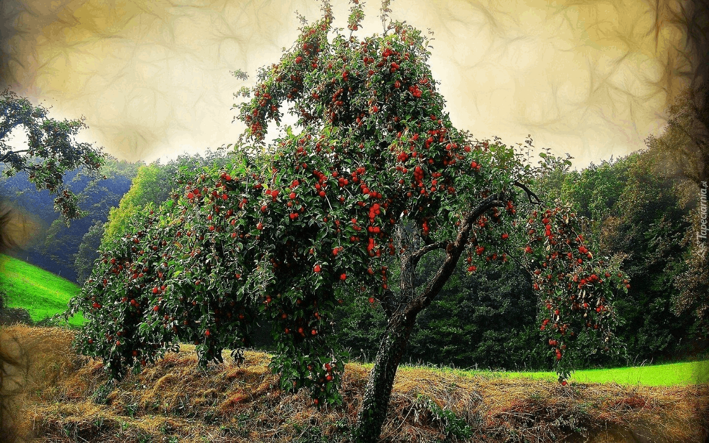 Черешня в ландшафтном дизайне